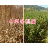 大理冬桃新品种苗/中华冬桃2号苗批发基地-冬桃苗