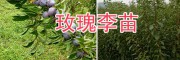 玫瑰李（脆红李）树苗-大理李子苗批发基地