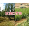 求购脆红李子苗-脆红李苗基地：大理脆红李苗销售商
