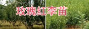 大理玫瑰李苗、脆红李子树苗批发，李子苗技术指导