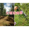 青脆李与脆红李哪个好？大理脆红李树苗供应-脆供李苗价格