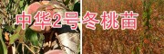 中华冬桃2号品种-大理冬桃苗出售及技术指导