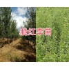 大理脆红李树苗种植基地：25万棵新品种李苗销售