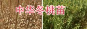 优质冬桃苗图片-云南冬桃*大理冬桃苗销售