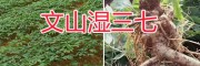 文山三七种植基地：湿三七自产自销-新鲜三七图片