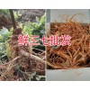 湿三七多少钱一斤-湿三七怎么用-新鲜三七产地价格