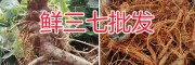 文山市湿三七销售/湿三七多少钱一斤-湿三七怎么用？