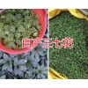 3年的三七花的价格#文山市三七花销售基地供应