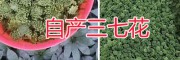 三七花，自然无添加，文山市三七花种植生产基地