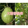香橼水果基地/香橼果图片-云南香橼果供应商