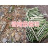 香橼苗栽培-云南香橼果苗基地/大理香橼苗销售供应