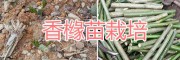 1-2年生香橼苗 云南优质香橼销售
