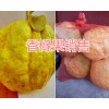 云南/贵州香橼果销售-药用香橼片*大理香橼供应