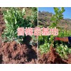 云南50-80公分香橼树苗-大理香橼种苗批发：香橼苗供应