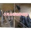 小耳朵香猪商品猪销售/生态巴马香猪供应-散养巴马香猪