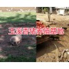 巴马香猪价格表-云南小耳朵香猪批发/玉溪巴马香猪养殖供应