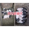 云南巴马香猪产地—玉溪巴马香猪养殖场-小耳朵香猪