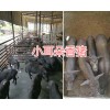 云南巴马香猪种猪&玉溪小耳朵种猪供应