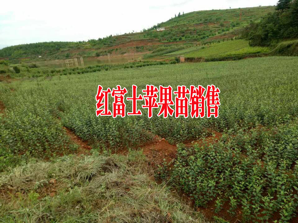 红富士苹果苗图片_正宗昭通产地红富士苹果苗(附图)