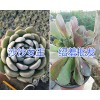 多肉植物沙沙女王、绍羞哪里有卖？昆明多种植物销售商