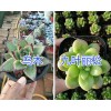 多肉植物春萌/葡萄&乙女心&紫羊绒/珍珠出售—昆明多肉