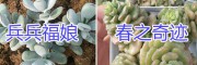 云南多肉批发供应商-【多肉植物盆栽销售】