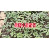 产地重楼苗|优质马龙重楼小苗|