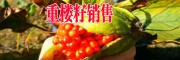 产区优质重楼种子(苗)图片