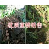 滇重楼一亩产量/红河新鲜重楼2018价格*重楼苗批发价