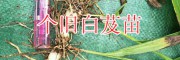 个旧紫花白芨苗基地/红河白芨苗销售*