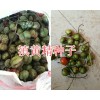 近期黄精种子价格#滇红花黄精出芽种子图片-黄精种子（苗）供应