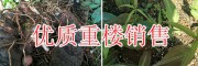 新鲜重楼图片/红重楼籽供应价格-红河重楼种植基地