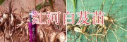 白芨苗栽种技术#红河哪里卖白芨苗-白芨种植投资
