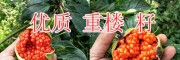 红河重楼种苗种子批发-长云农业种植投资13988057090