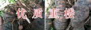 重楼种苗培育基地/红河重楼苗价格走动【农业种植投资公司】