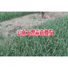 优质蒜苗上市_产地大理弥渡蒜苗促销087164155848