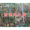 实生板栗苗批发价格-云南哪里有板栗苗/昆明板栗苗供应
