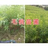 毛桃苗销售基地/安宁山毛桃实生苗供应