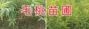 云南毛桃树苗批发基地-安宁毛桃实生苗
