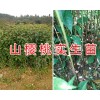 山樱桃苗价格*1年生樱桃实生苗供应