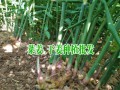小黄姜价格_黄姜价格行情_黄姜价格多少钱一斤
