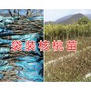 核桃树苗供应商&云南哪有优质核桃苗栽培基地【原著山货】