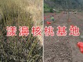 大理核桃苗供应-优质漾濞核桃种苗17096565700