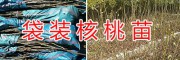 云新早实系列核桃苗-大理新品种核桃苗