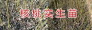 大理优质漾濞核桃种苗销售-漾濞新星园艺【原著山货】