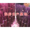 四川绵竹银柳生产加工基地/云南-重庆&贵州银柳供应
