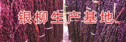 银柳批发种植基地-/重庆银柳供应商