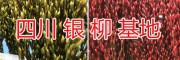 四川七彩银柳基地-绵竹七彩银柳批发