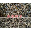 昆明天门冬种子价格&近期天冬种子供应13888135446