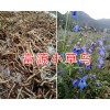 曲靖小草乌供应商-优质草乌干货销售&云南小草乌供应
